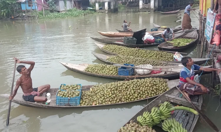 আমড়া চাষে বাম্পার ফলনে কৃষকরা খুশী