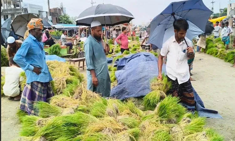 আমন মৌসুম সামনে রেখে ব্রাহ্মণবাড়িয়ায় জমে ওঠেছে ধানের চারার হাট