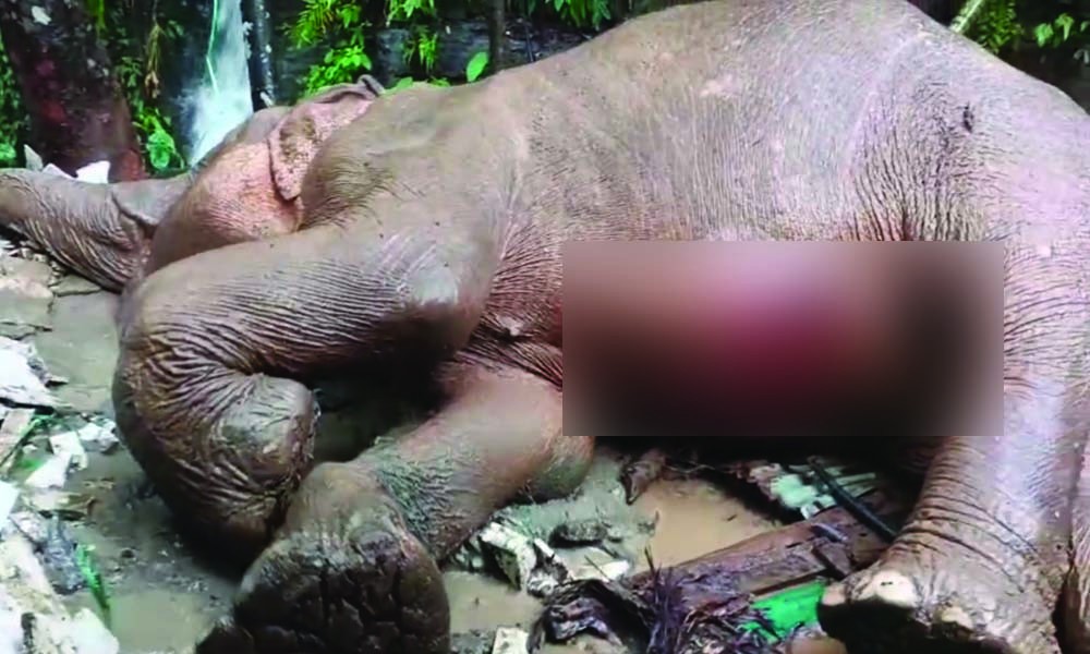 প্রধানমন্ত্রীর নির্দেশে আহত হাতির চিকিৎসা শুরু