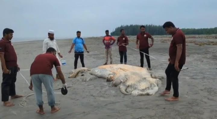 সৈকতে আবারও ভেসে এলো ৫৬ ফুটের মৃত তিমি